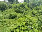 plot for sale(Khandepar Ponda goa)