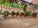 Balcony Potted Plants with Stand – Perfect for Home Garden