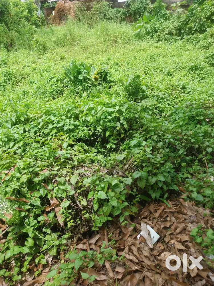 Karuvelyppady. 4cent. Tipper Entry plot