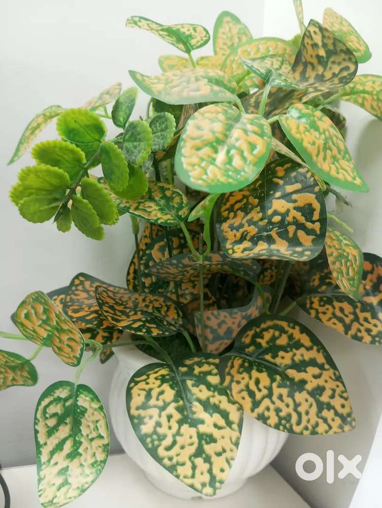 Primium data Available..!