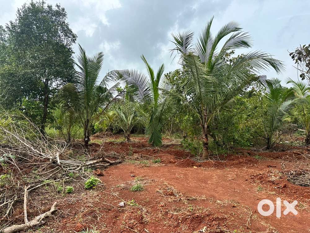 കായ്ക്കാറായ തെങ്ങിൻ തോപ്പ് , URGENT SALE