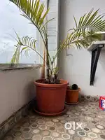 Areca palm for sale