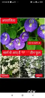 अर्जेंट सेल