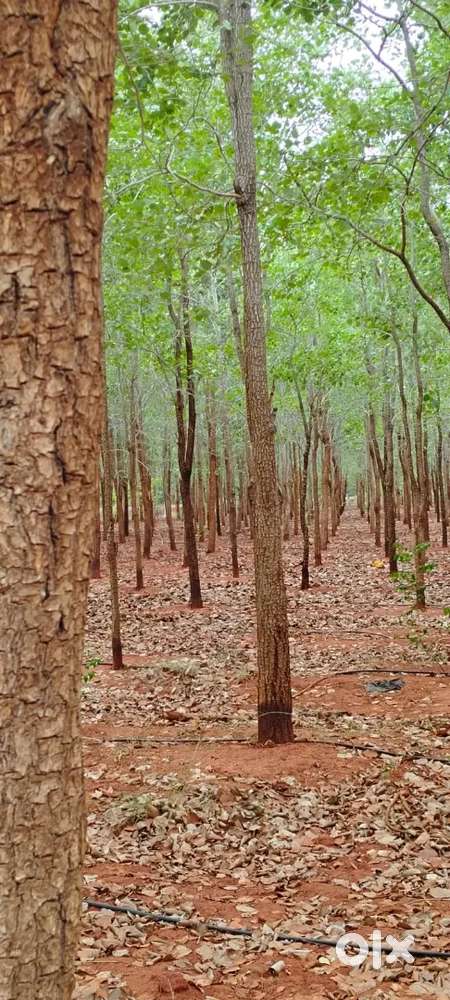 Farm land red sandal