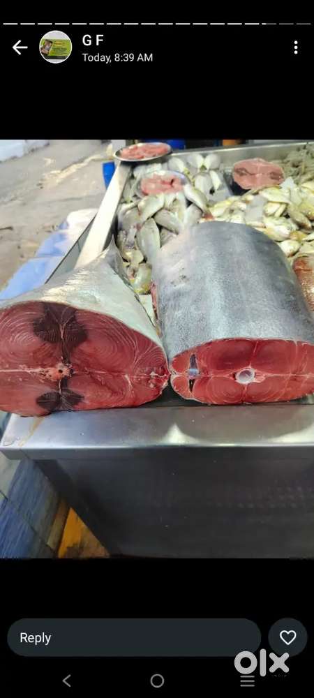Fish shop helper