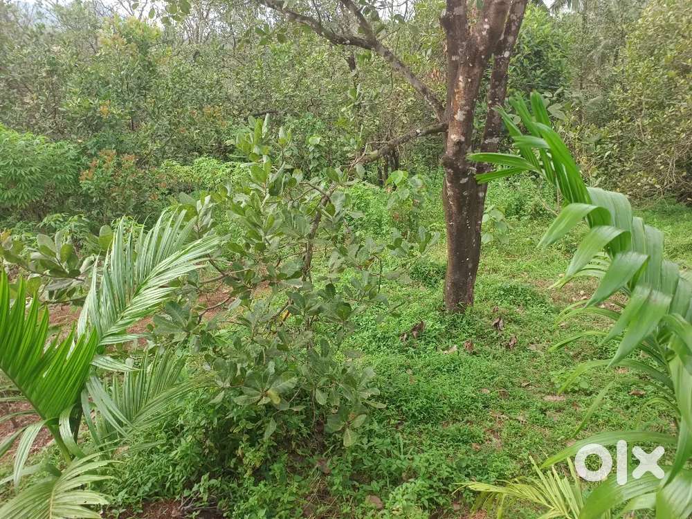 20 Cent Land suitable for House Construction  near Vattiyamthode