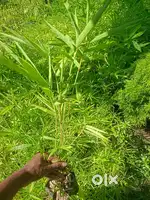 Bamboo Plants