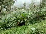9 acre possession cardomland