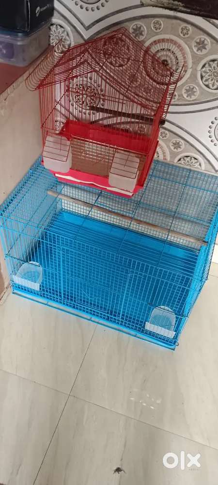 Birds cage