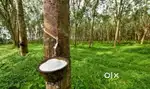 55acre best rubber plantation in patthanamthitta kerala