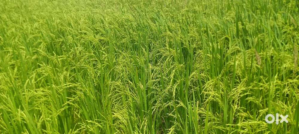 600 Acres Available extra Lands aslo