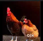 Need chicken cutter