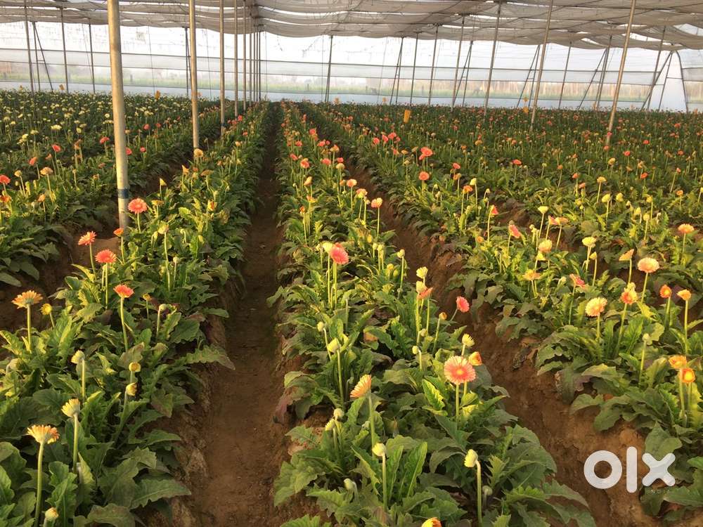 9 Beegha land for sale on state highway near Bulandshahr