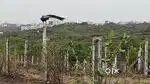 R zone Plot Available