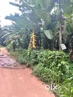 കുറ്റിച്ചലിൽ 10 സെന്റ് സ്ഥലം വില്പനക്ക്
