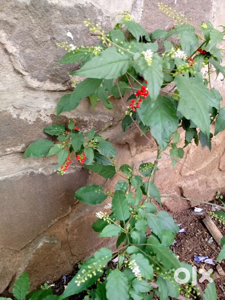 Pulsar 150 in good condition with papers