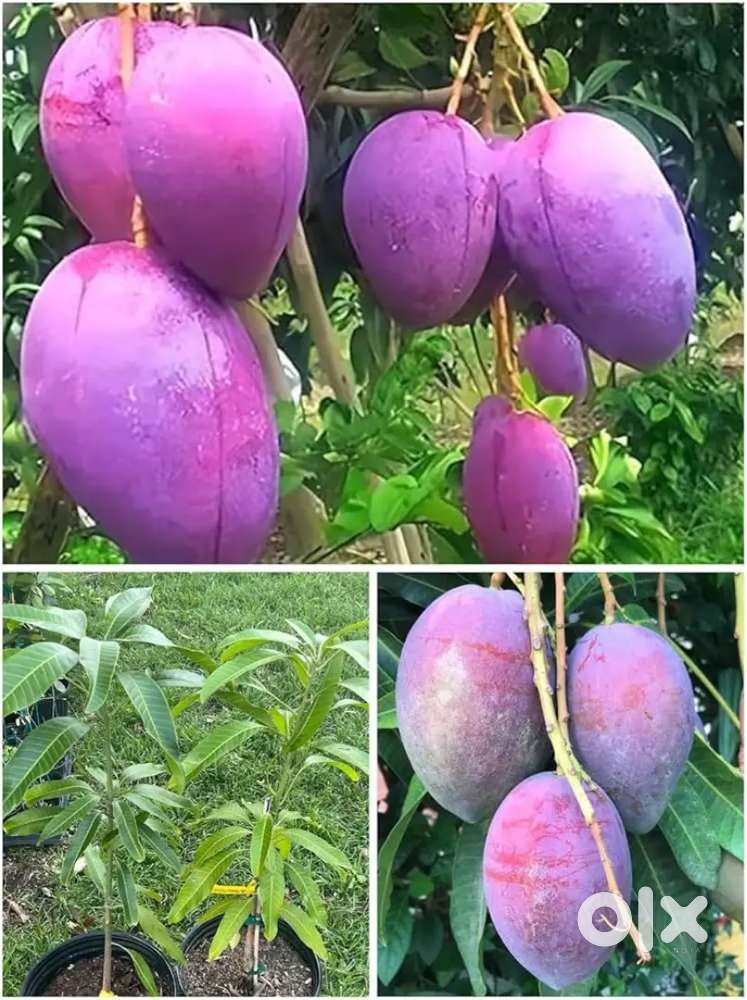 Miyazaki Mango Plots – High-Return Exotic Farming