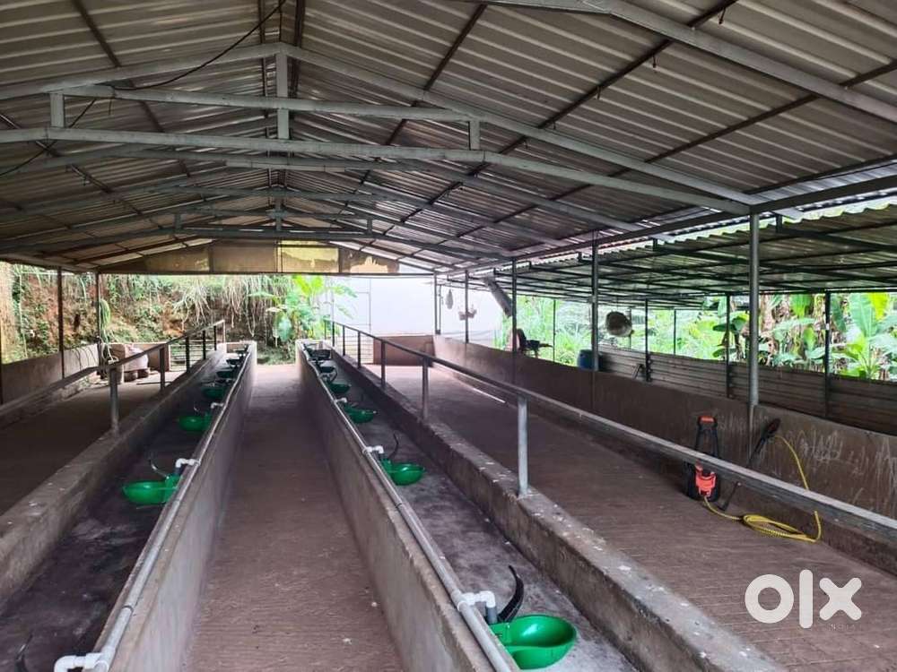 Farm for Lease or Sale  റാന്നി (പത്തനംതിട്ട)  1 Acre  സ്ഥലവും , ഫാം.