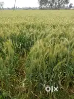 Fertile agricultural land available for sale urgently