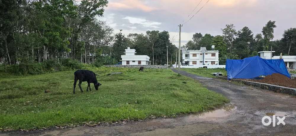 10,12,20 CENT PLOTS NEAR KIDANGOOR