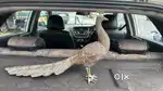 antique copper peacock