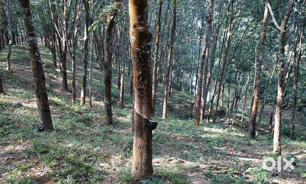 1.5kani rubber gach soho jaga bikri hobe