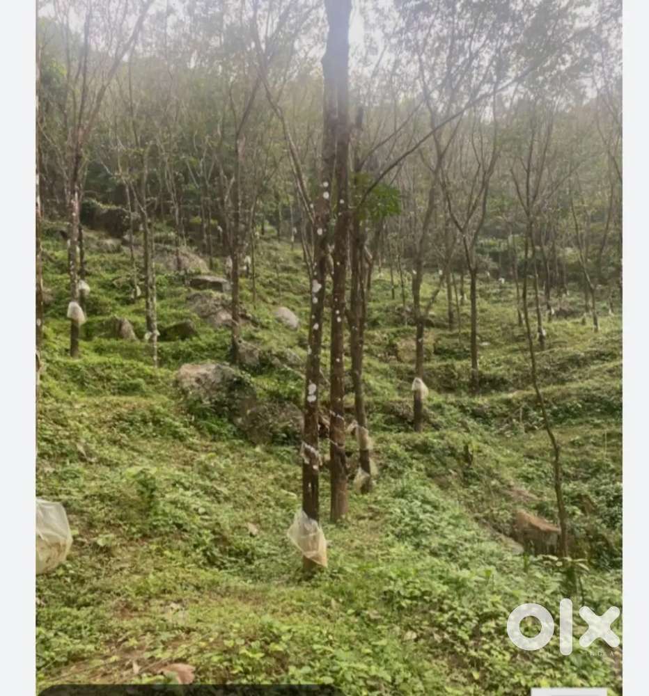 ചൂട്ടയിൽ കാവ് റോഡ്സിടെ വസ്തു വില്പനക്ക്