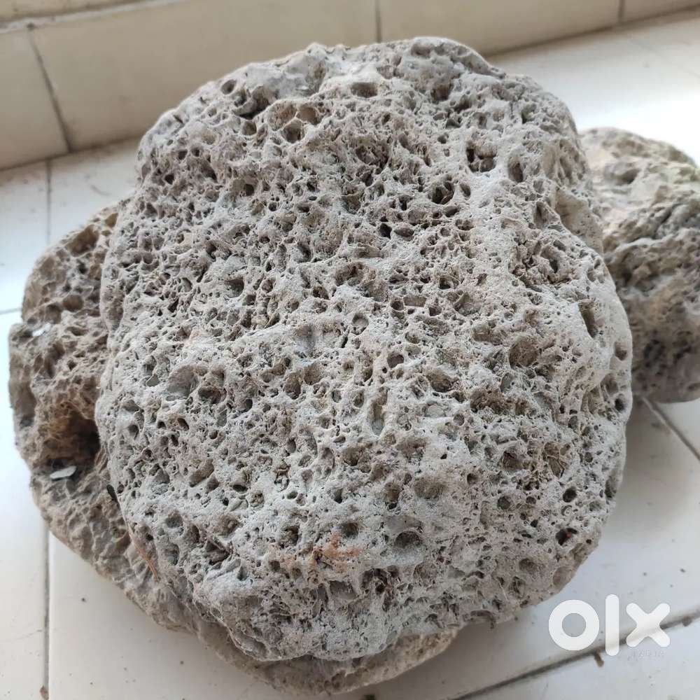 Salagram shila (fossillized stone)