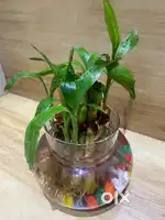 Indoor Plant