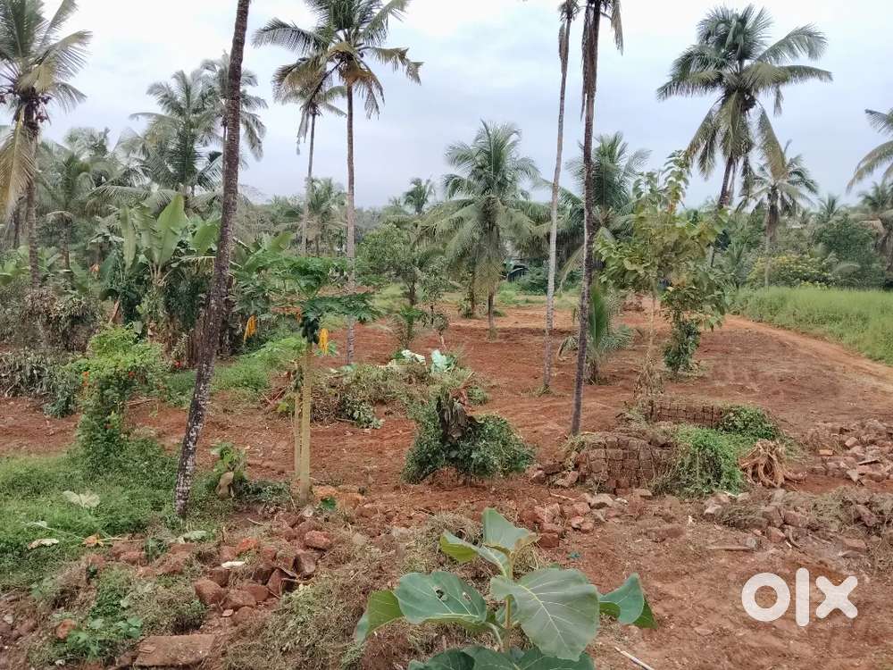 ഹൌസ് പ്ലോട്ട്, vellachal, Near മൂകാംബിക വൈദ്യശാല