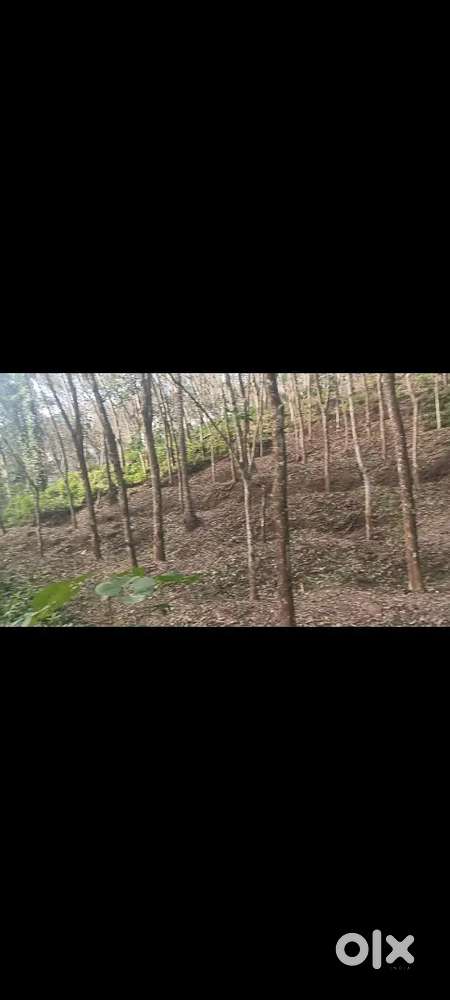 80 cent rubber land ,