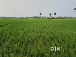 Agricultural land for sale near kadiyam
