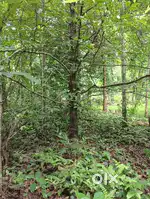 10 cent Plot For Sale