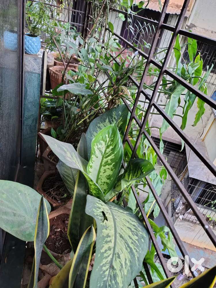 Indoor Outdoor plants with pots home grown, kalyan east