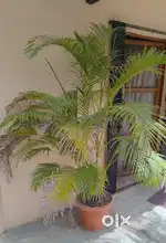 Plants For Sale