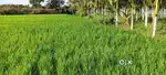 A empty field for rent monthly rent 40k