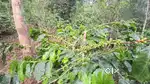 6 Acre agriculture land for sale in kodaikanal mountain range