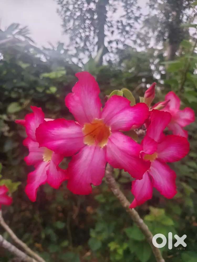 ചെട്ടികുളങ്ങര അമ്പലത്തിനു അടുത്ത് 15 സെന്റ് പ്ലോട്ട് വില്പനക്