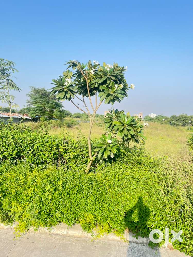 120 Gaj Plot For Sale in Altus New Chandigarh