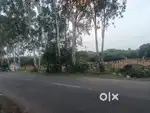 120 acres Land For Sale  with mango tree's