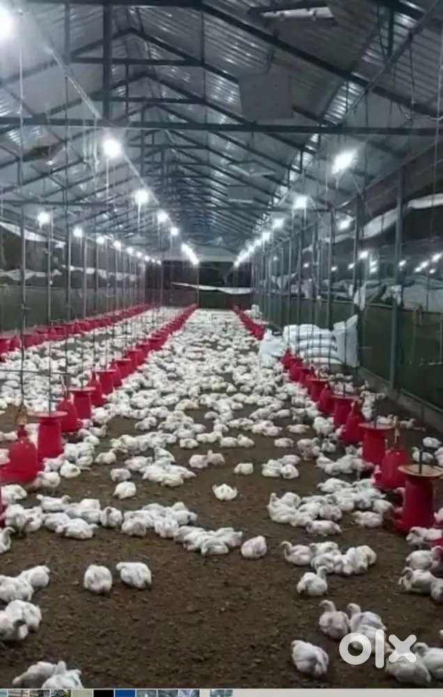 Diary and Poultry  Farm workers