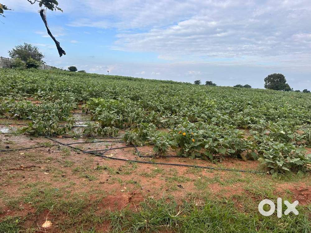 Investment Opportunity: 3 Acres Near Kanha Shanti Vanam, ORR & Airport