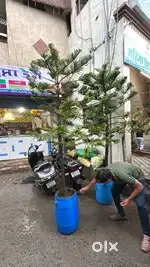 Indian Christmas trees