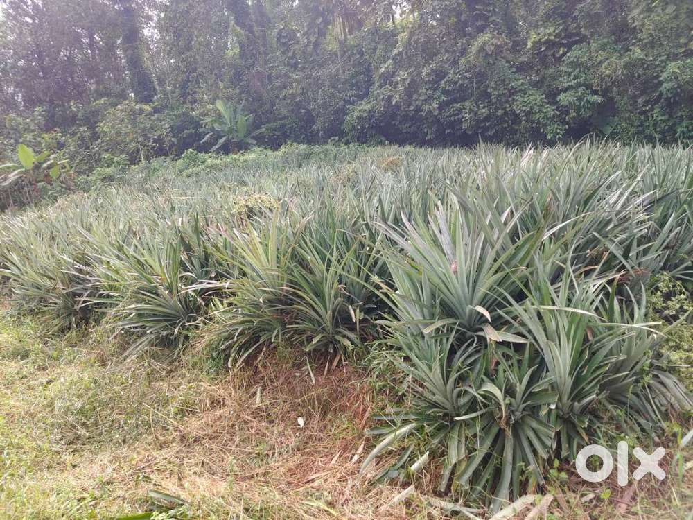 Residential Plot for sale in Thodupuzha municipality Area