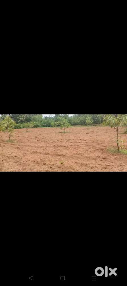 Mango farm