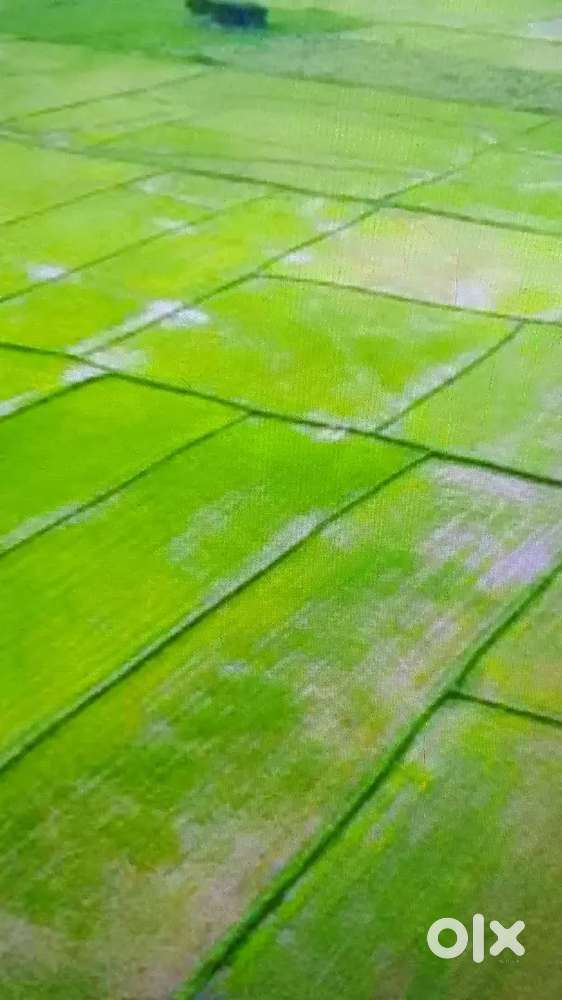 തൊടുപുഴ ടൗണിൽ