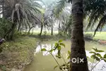 1 BIGHA LAND FOR SELL (TAKI-MALANCHA ROAD) (NEAR BHEBIA)