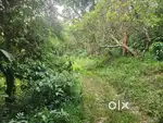 5 acer land with coffee ,pepper etc for sale WAYANAD