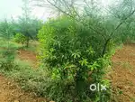 @Near Addanki @ Srigandam Farm Land 22 Cents @ 9 lakhs