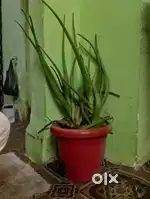 Indoor Aeloveera plant in Good condition